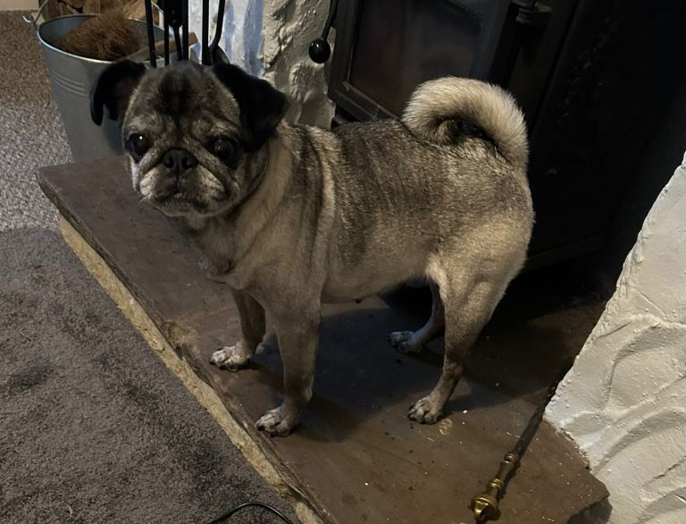 Elderly female pug for rehome 
