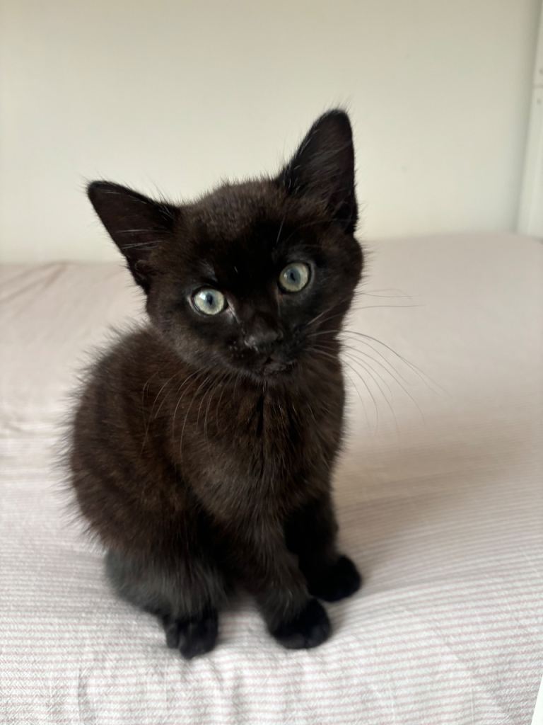 Lovely black male kitten