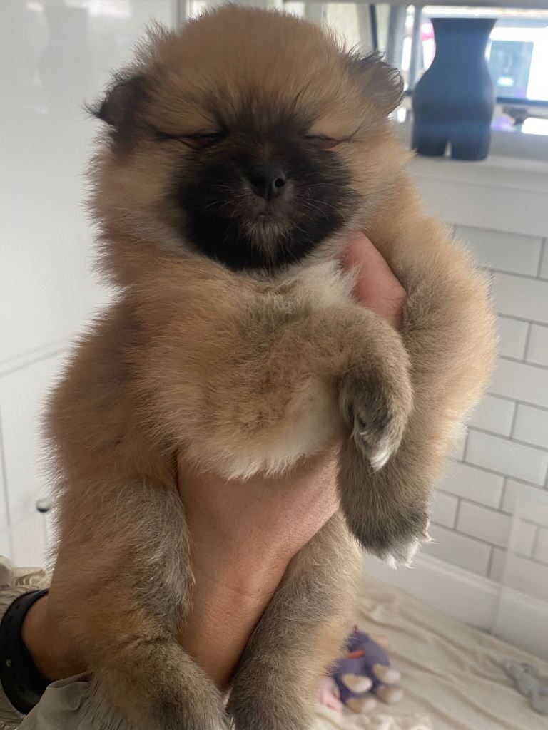 Pomeranian pups 