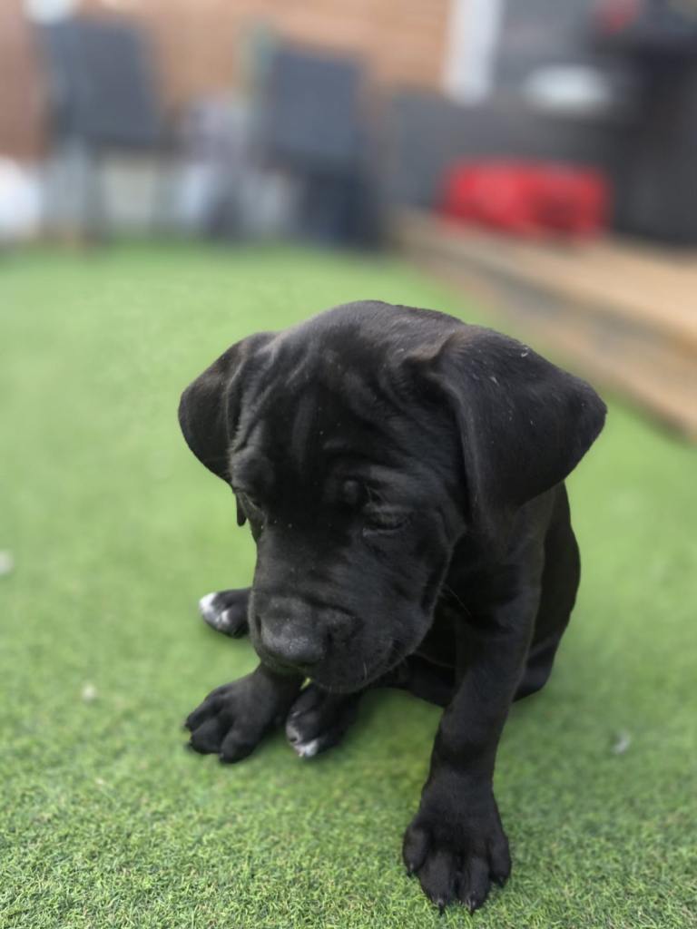 Cane Corso Pups For Sale