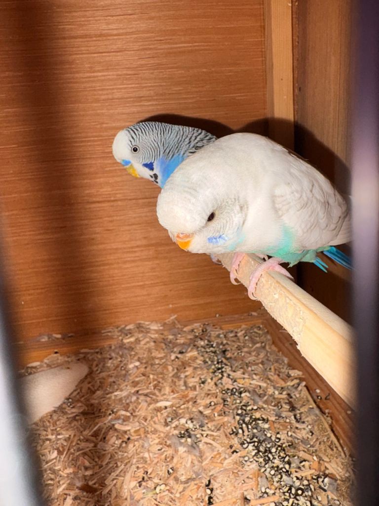 Pair of budgies