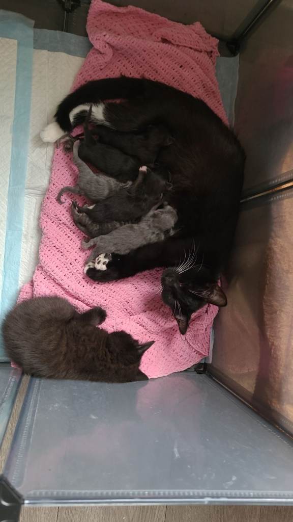 2x female and 4 males for sale 