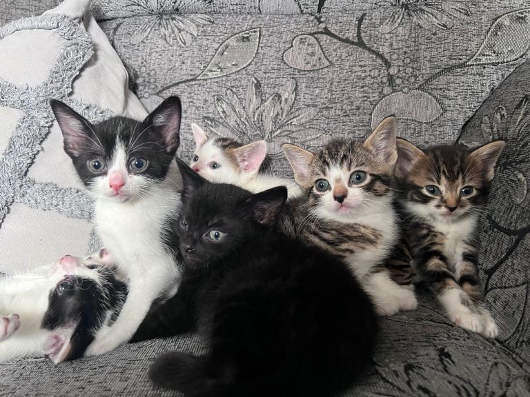 10 kittens available (read description)