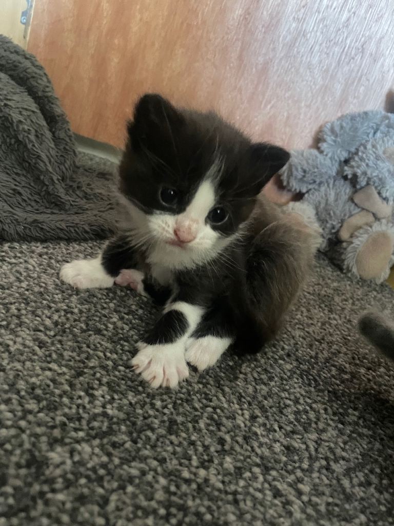 Kittens 