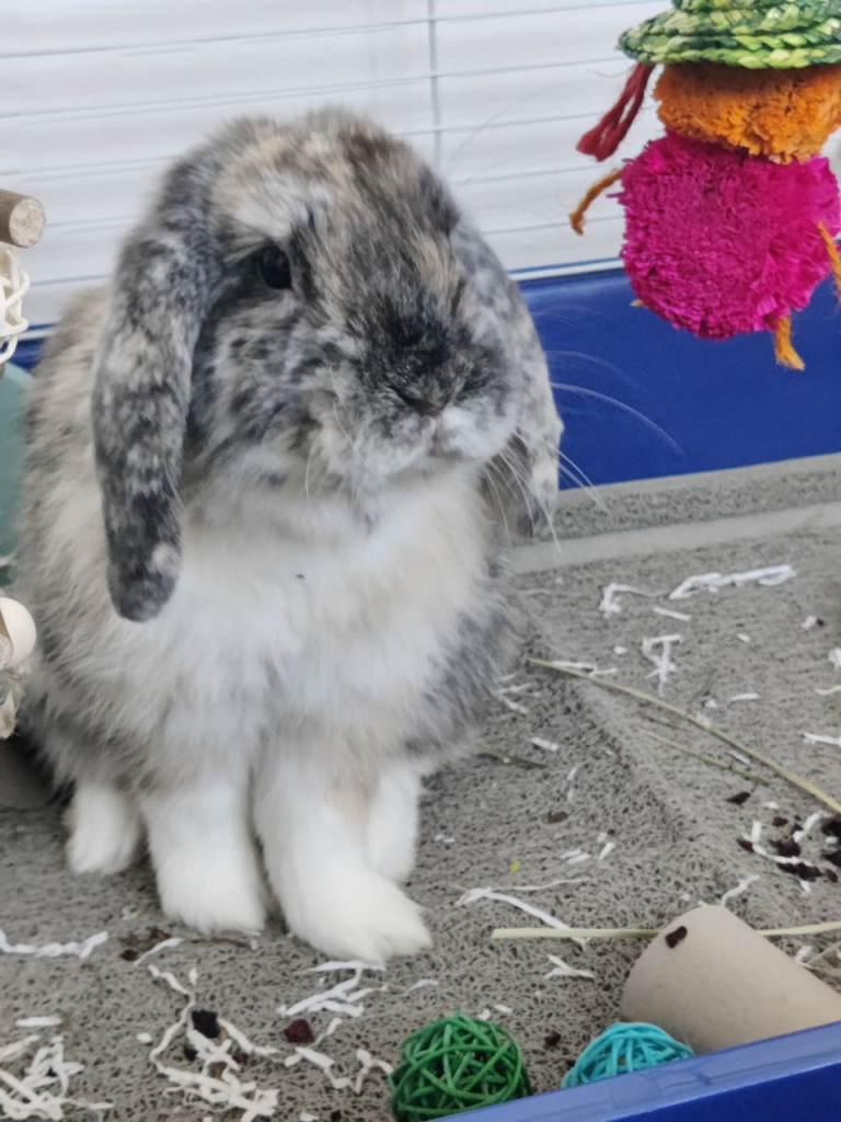 Rehoming indoor rabbit 