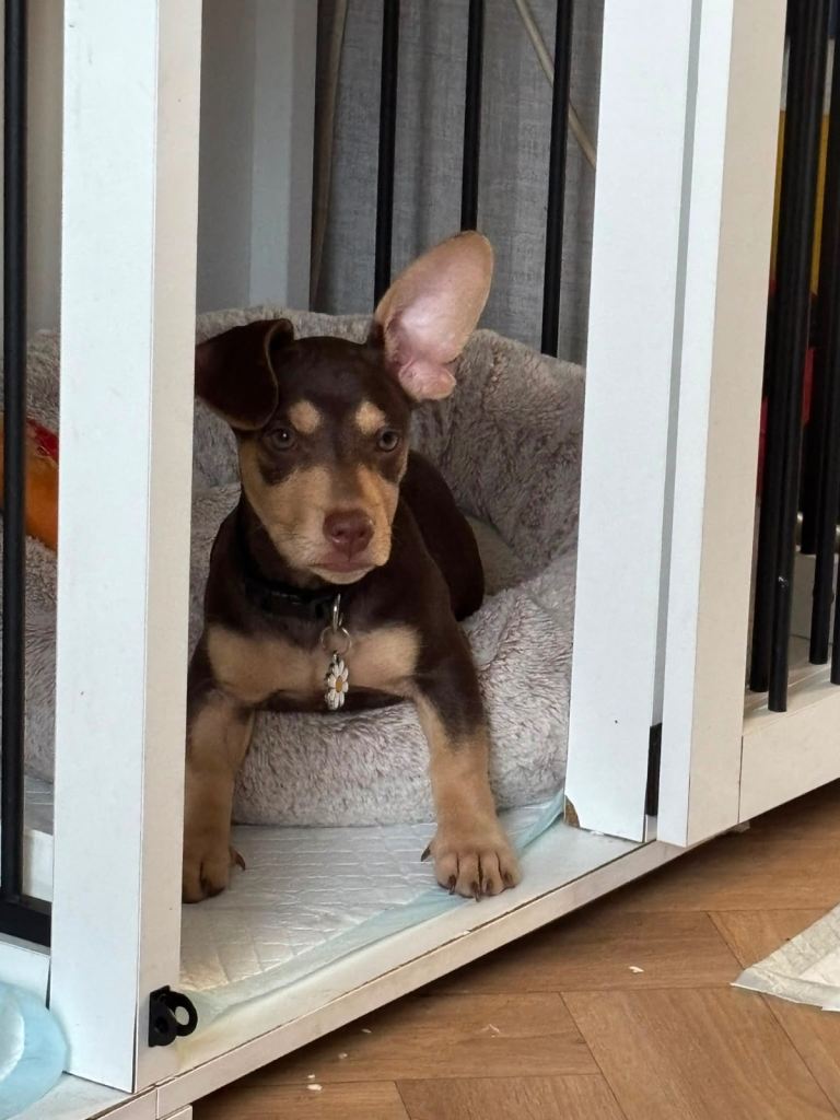 Puppy to be rehomed 