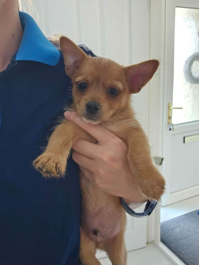1 x Yorkshire terrier Pomeranian cross puppy
