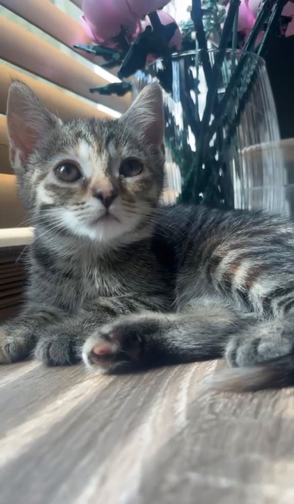 Adorable 9-Week-Old male kitten 