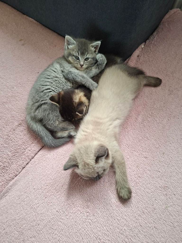 Kitten for sale 