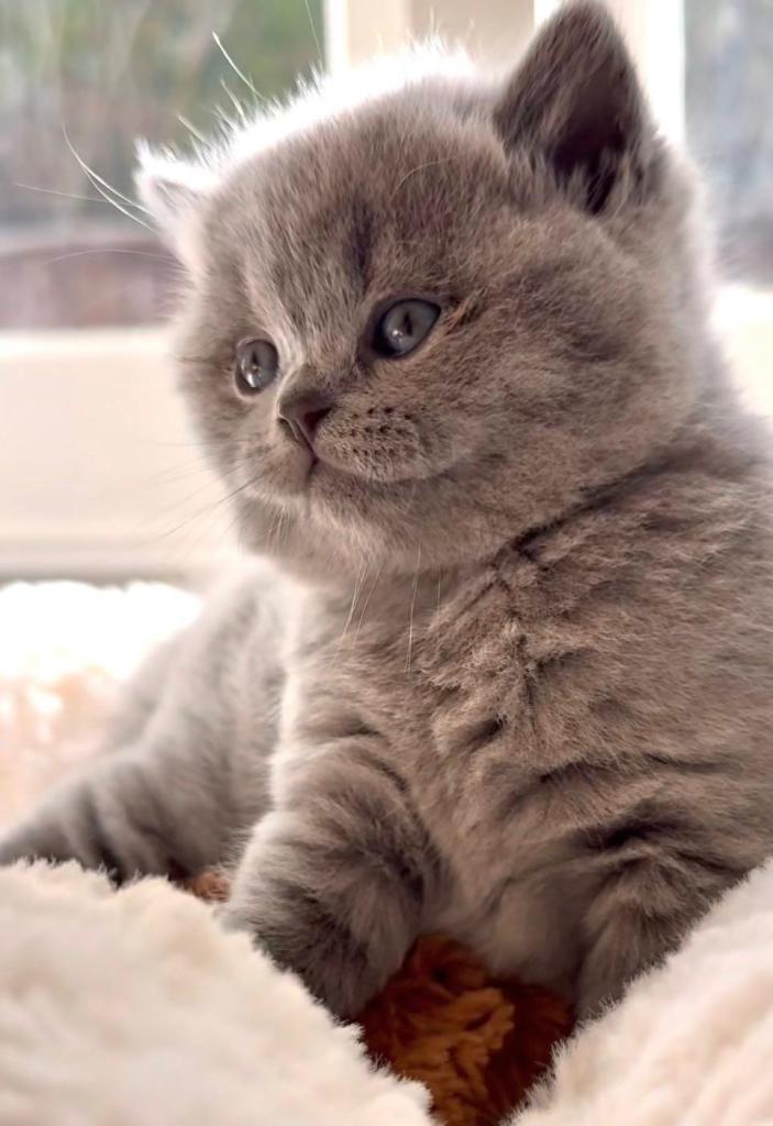Beautiful blue kittens