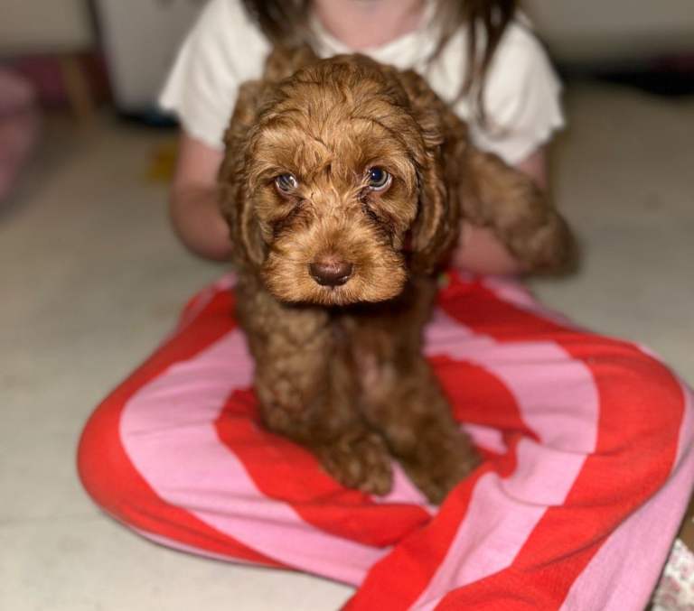 Two girls cockapoo with jackapoo mix 
