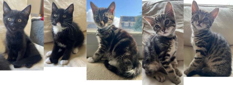 kittens for sale