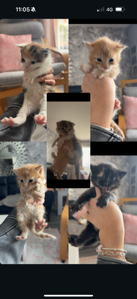5 gorgeous kittens for sale ready to leave 11th of June (SOLD)  