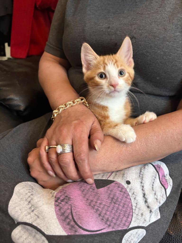 Kittens for sale 