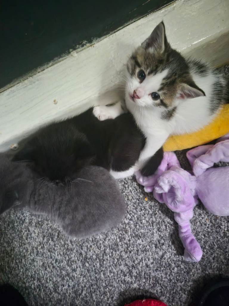 5wk kitties come look at us 