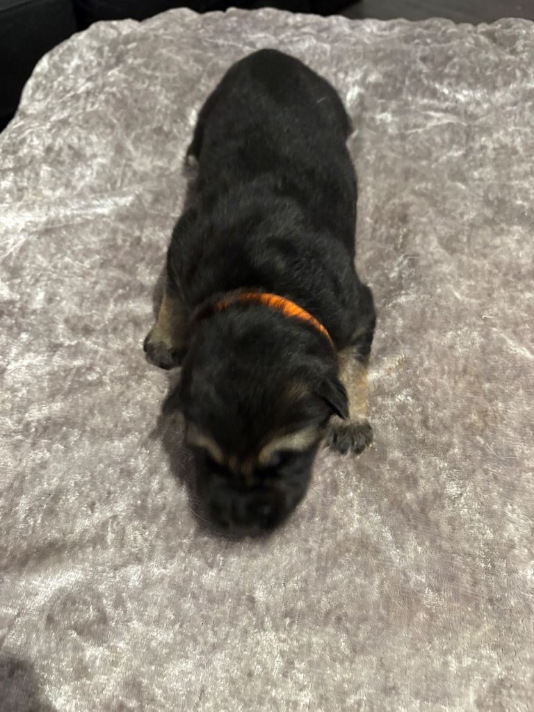 4 stunning German shepherd pups left ready now