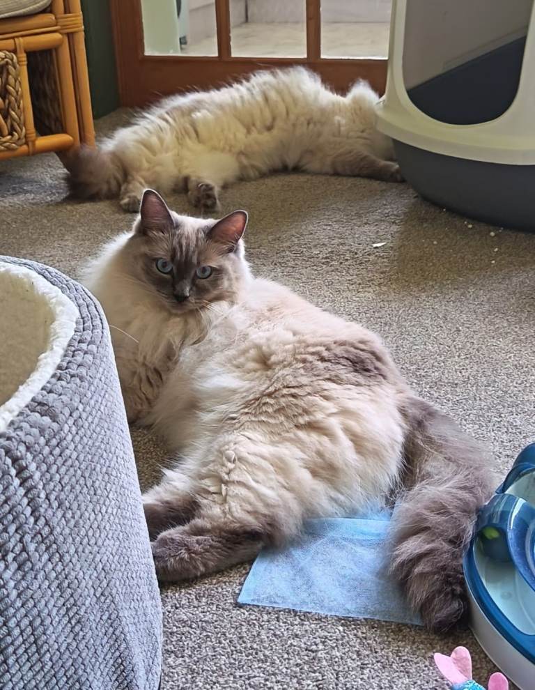 Ragdoll cats