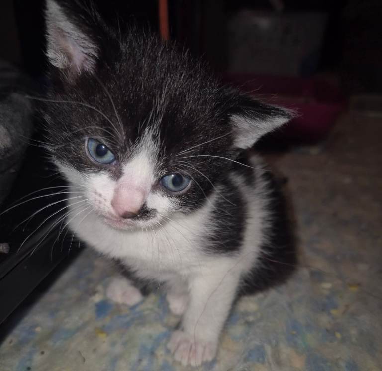 Beautiful kitten ready to go