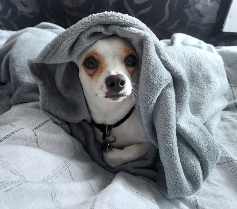 Chihuahua, 5 Years Old - Named Buddy, Who Is Loving and Friendly 