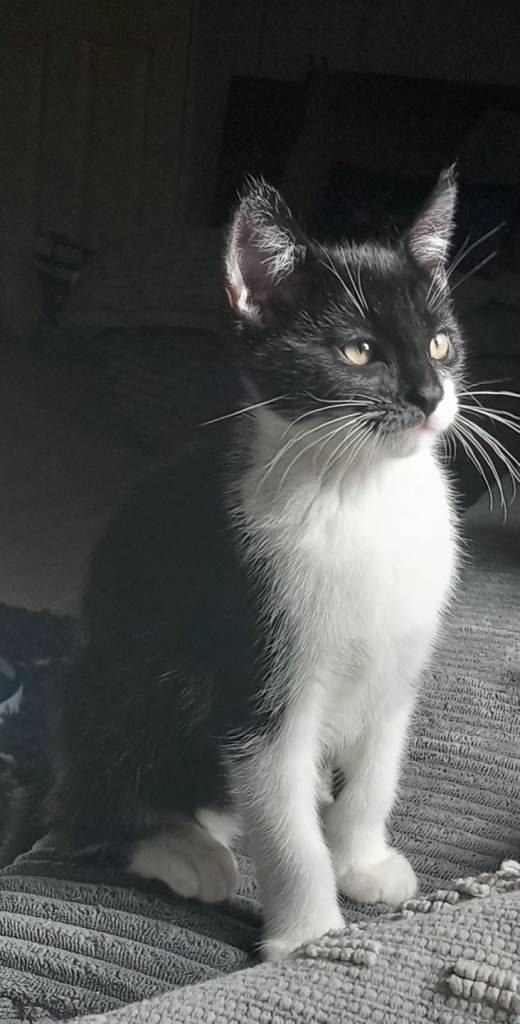 Kittens