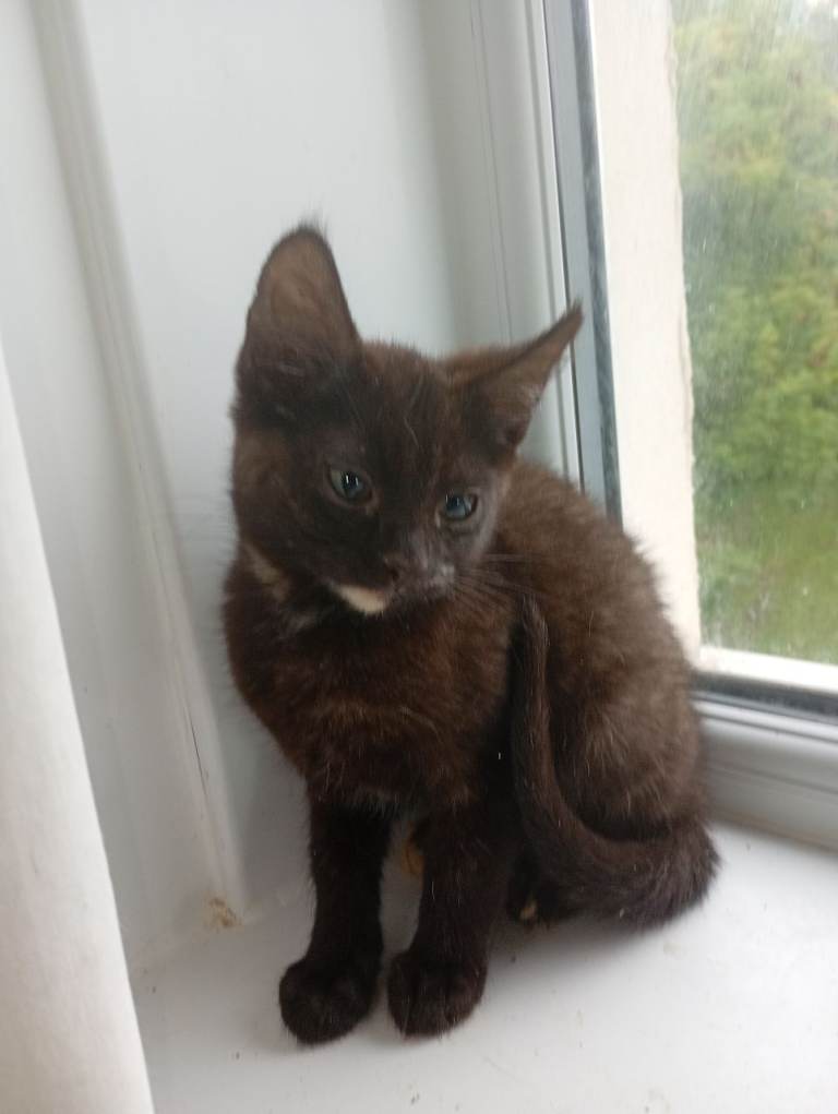 Two lovely kittens looking for a new home