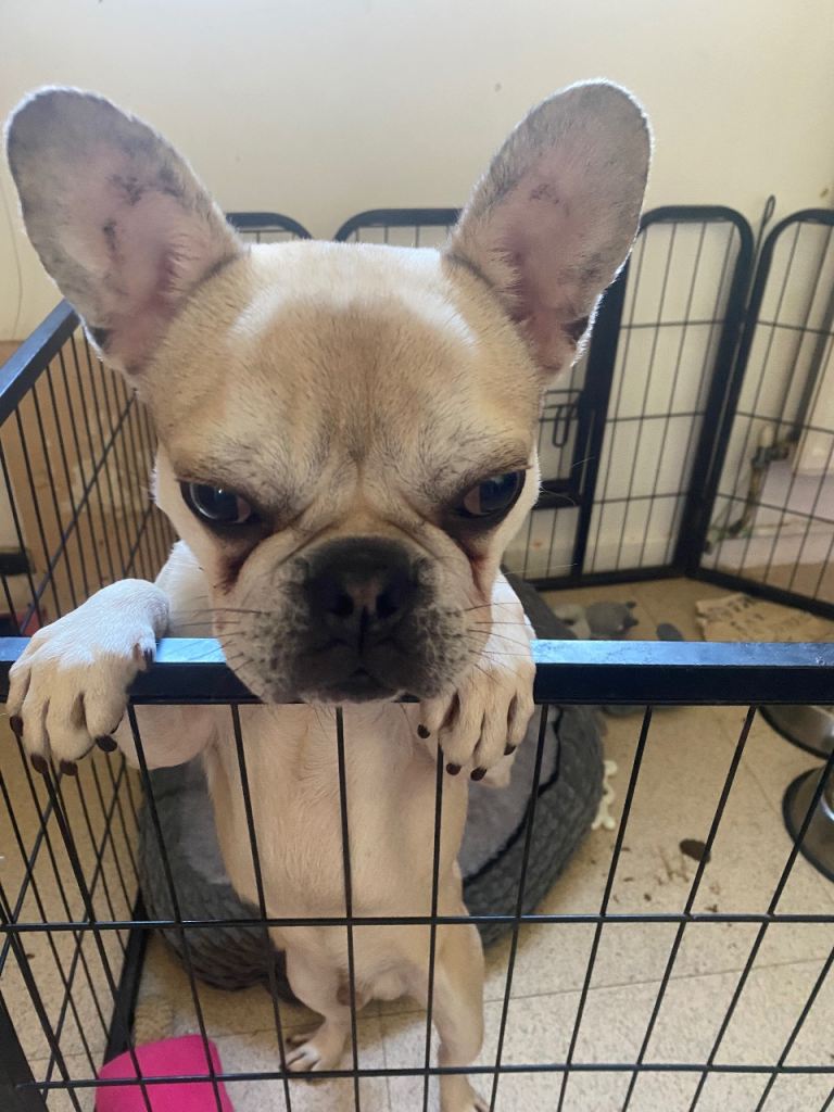 Frug for sale pug/french bulldog 