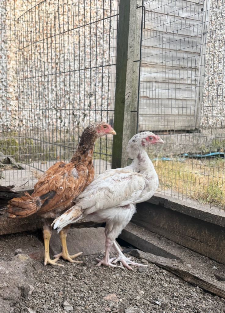Aseel cockerel for sale 