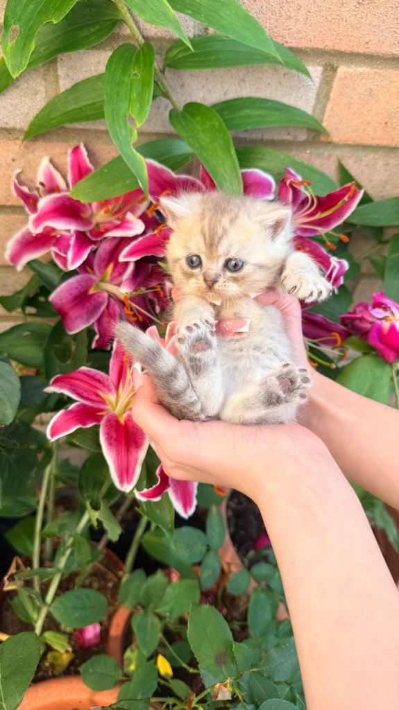 kittens for sale 