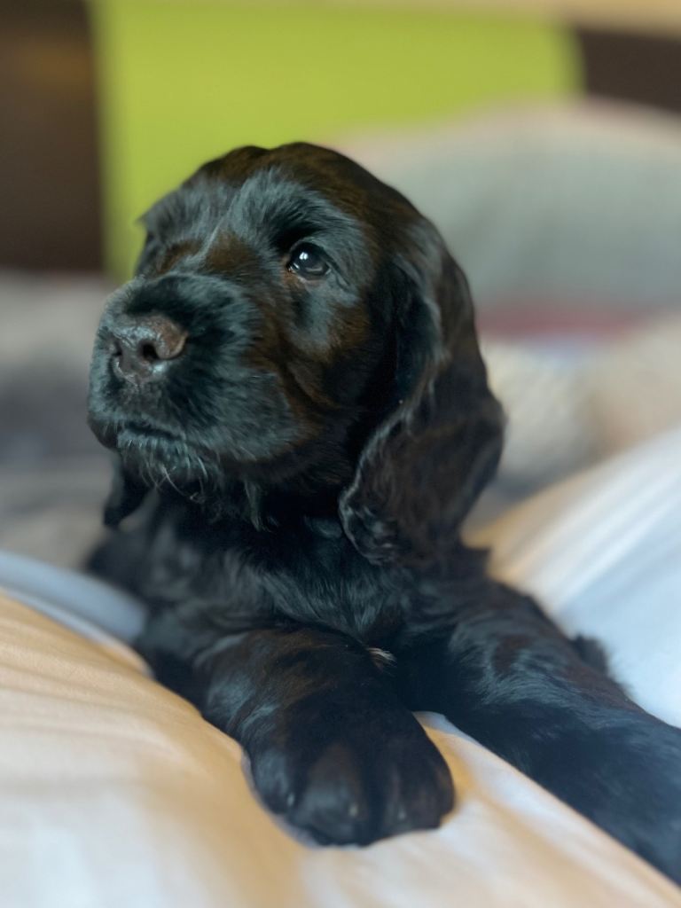 ✨ Show-Quality Cocker Spaniel Puppies – KC Registered ✨