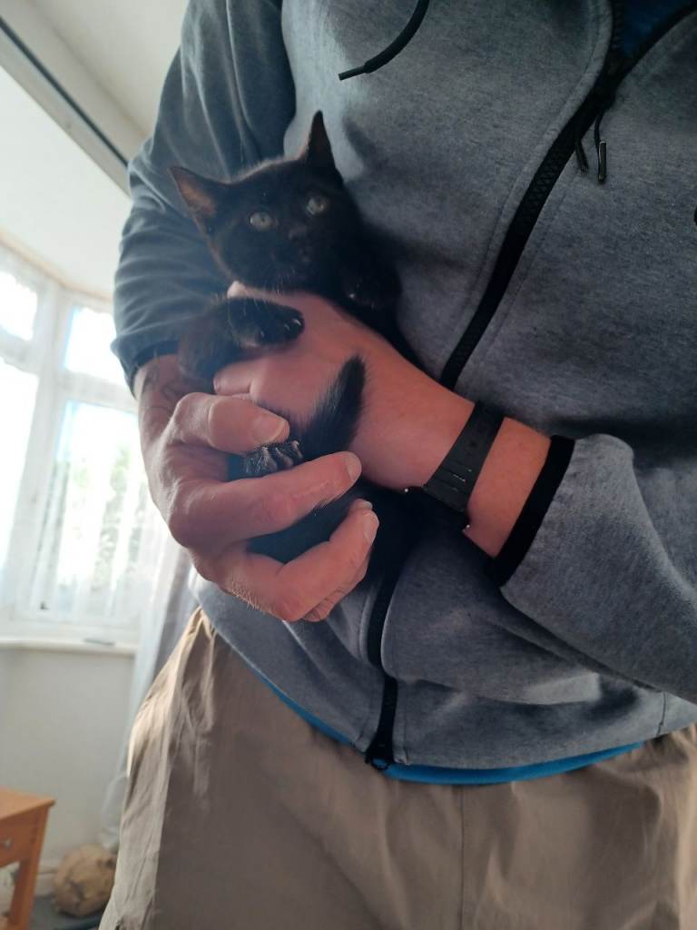 Kittens for sale 