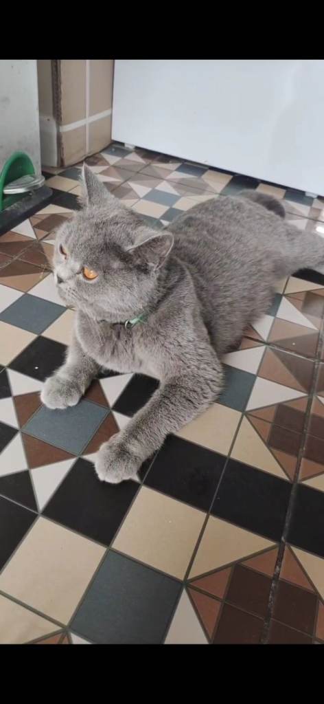 British blue kittens