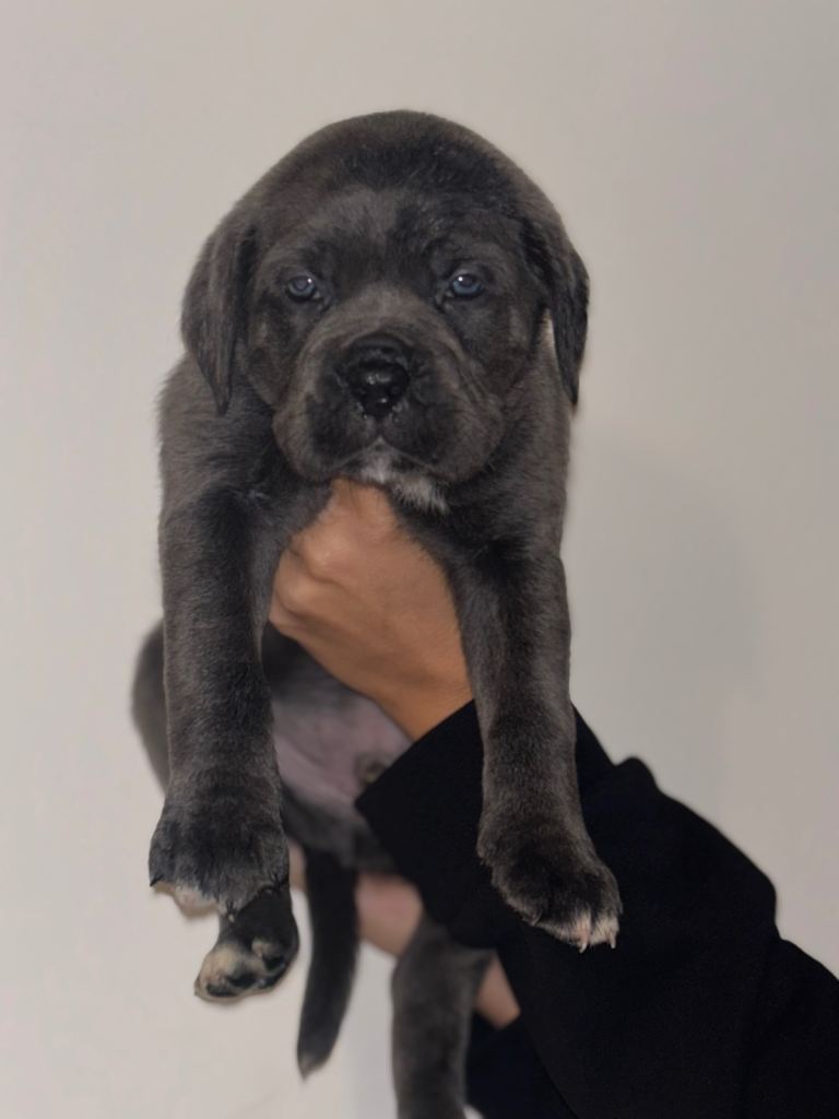 Cane Corso puppies 🐶 
