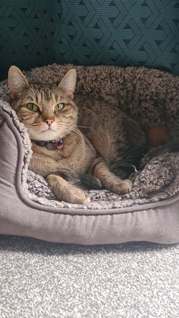 Gorgeous Cat For Sale