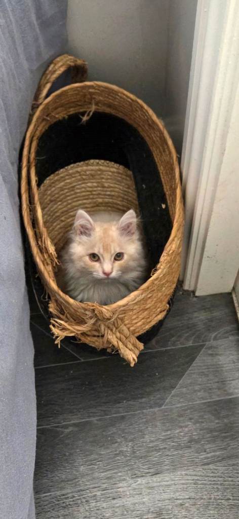 Maine coon 