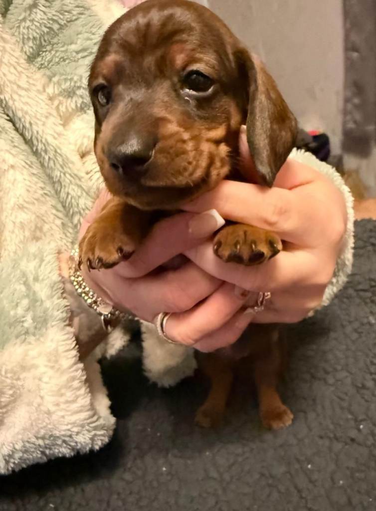 Miniature dachshund puppys 