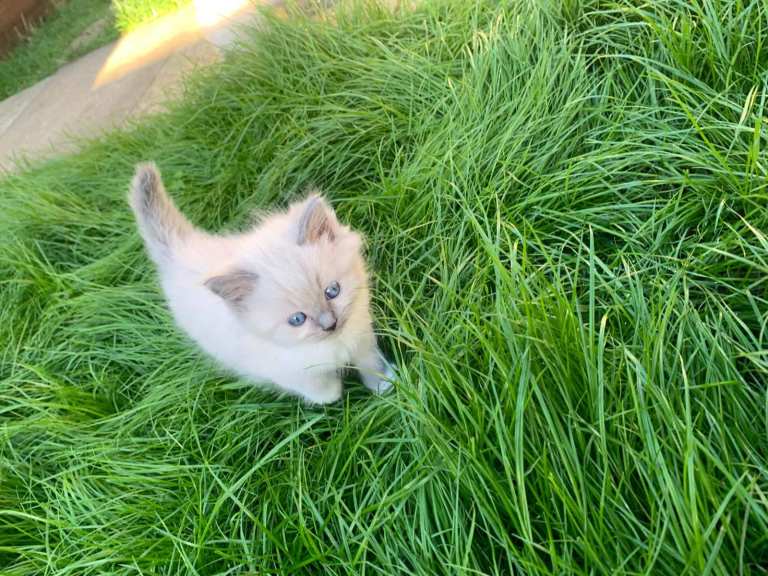 💕 Adorable Blue Point Ragdoll Kittens Looking for Their Forever Homes! 💕🐾