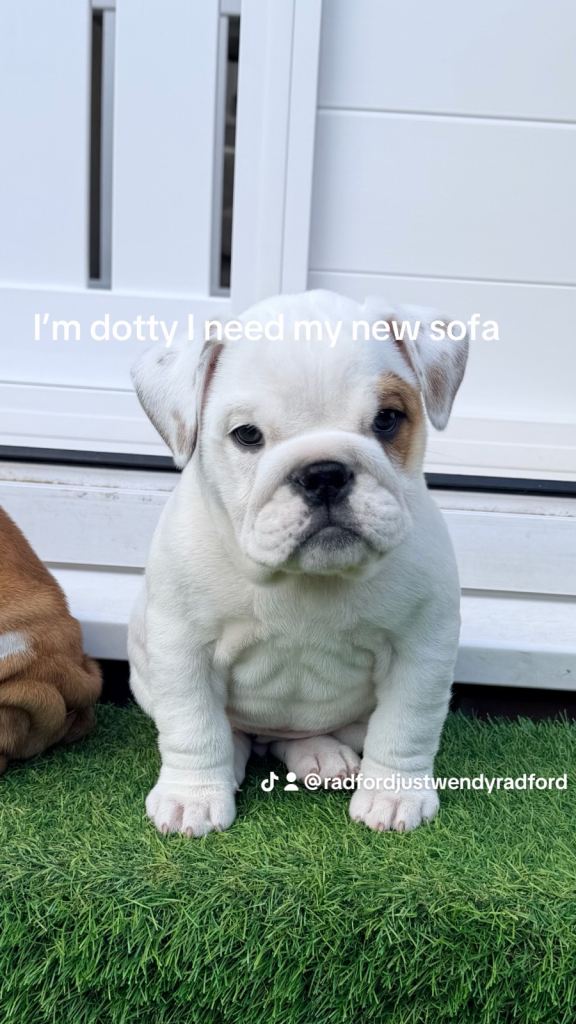 Top quality British bulldogs ready to leave 10th April inly 2 girls now left