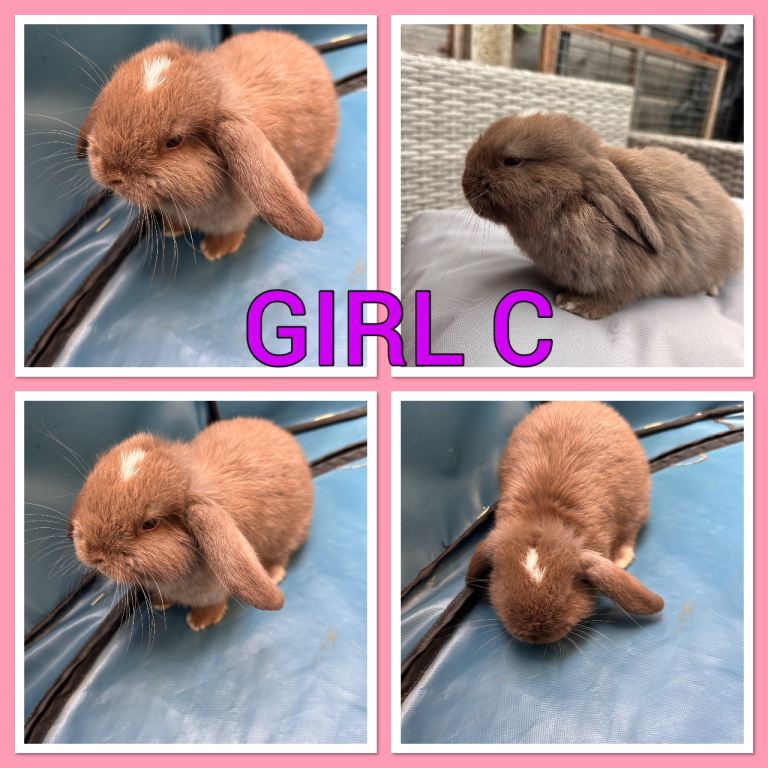 Pure mini lop babies 