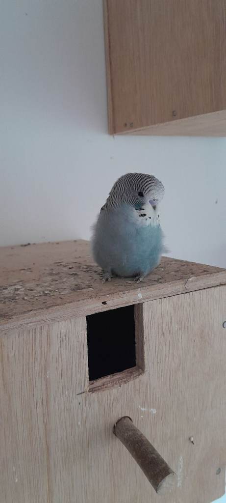 Young budgies 