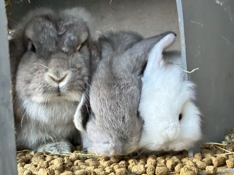 Cute Healthy Bunnies for sale