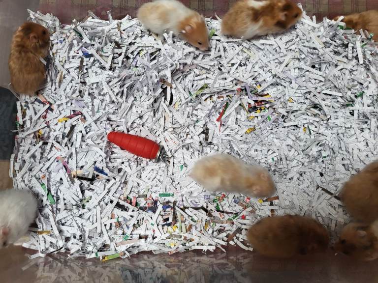 baby hamsters,  Syrian hamsters.   £10 each.        