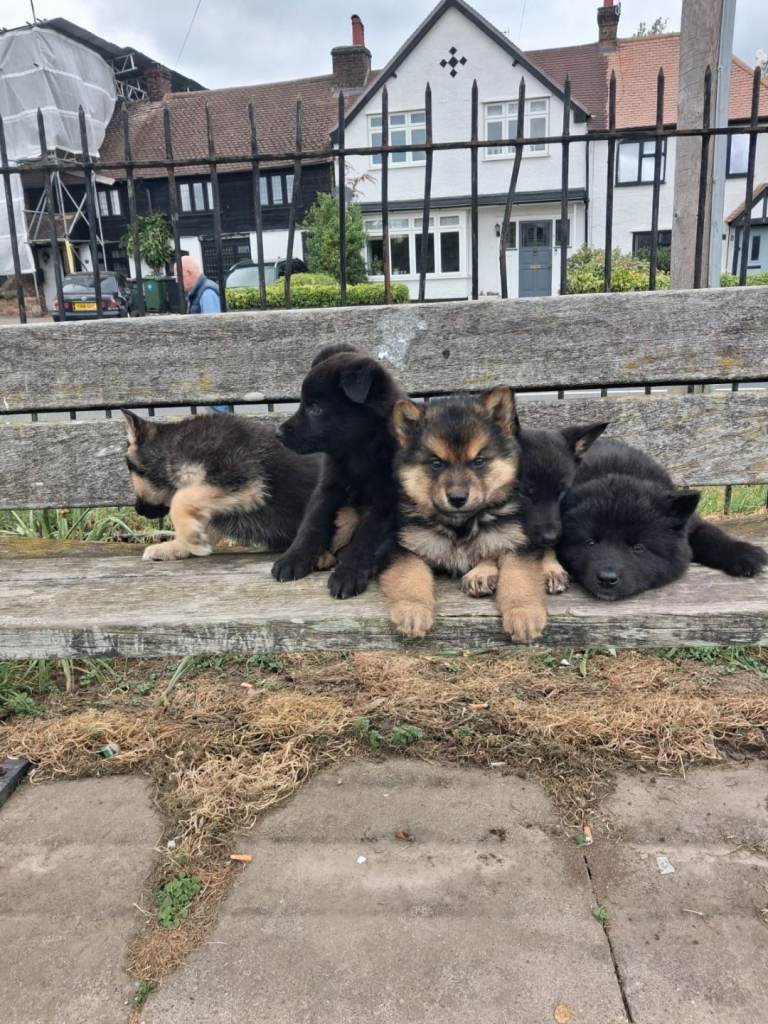 German Shepherd
