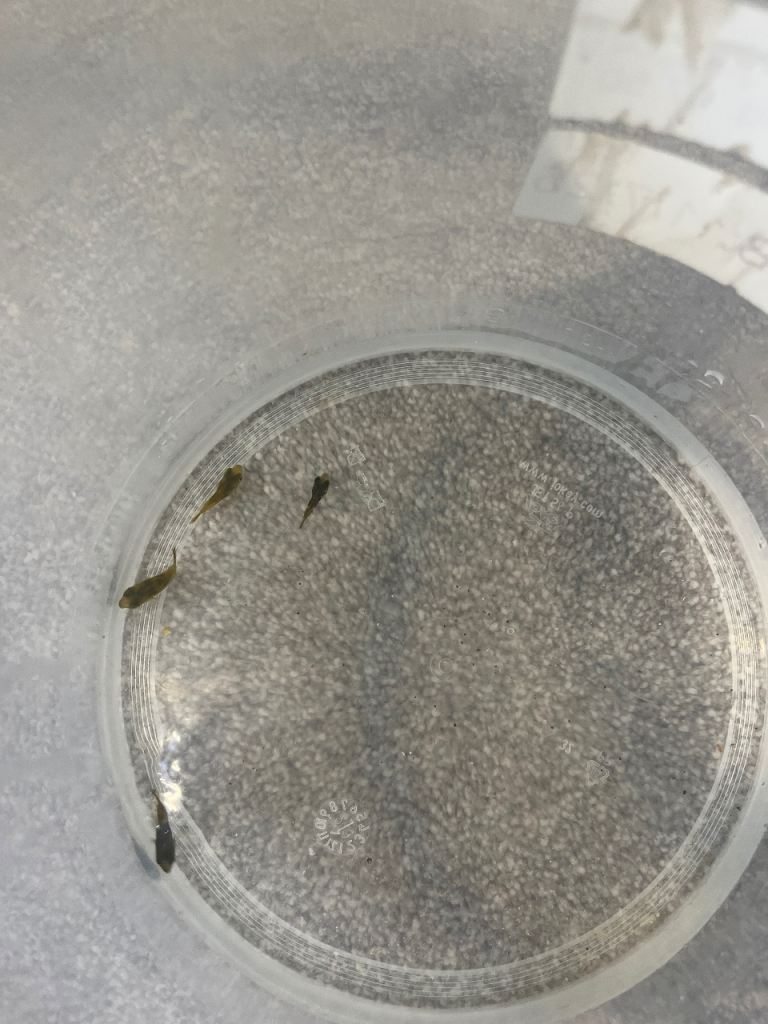 Pea puffer fish x6. £14 for the lot 