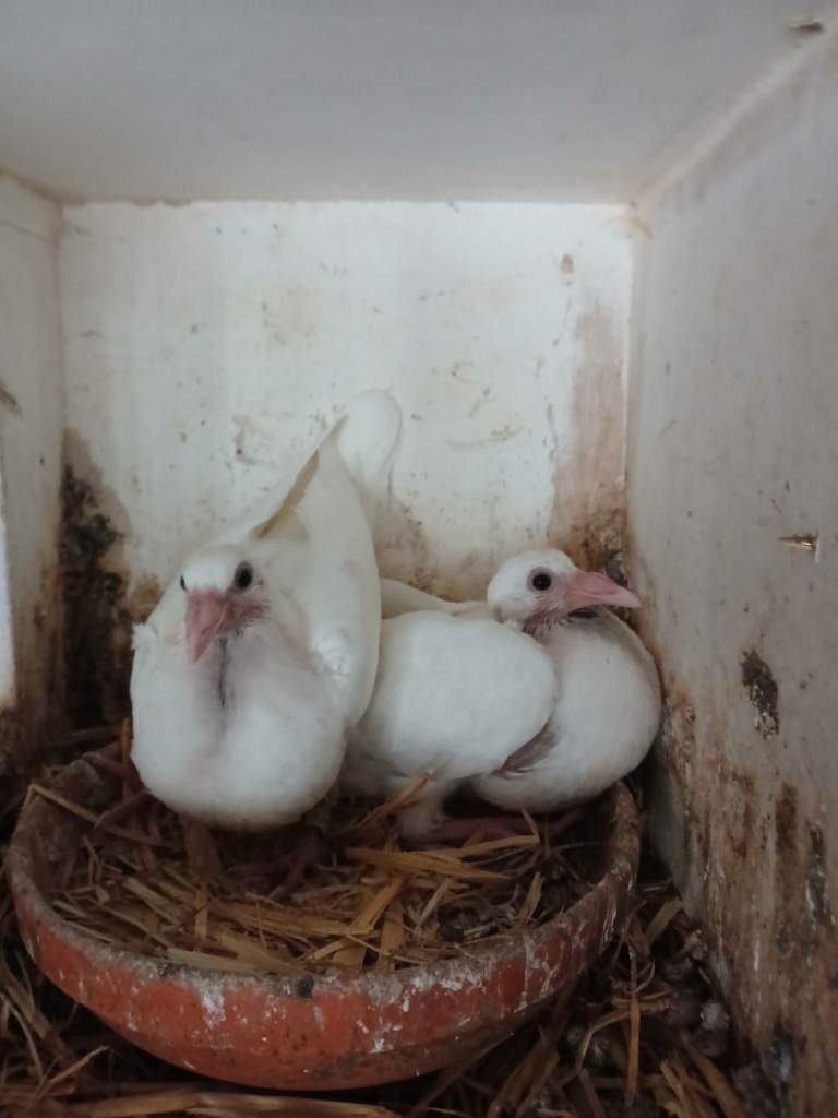 Mixed racing pigeons for sale white logan and other