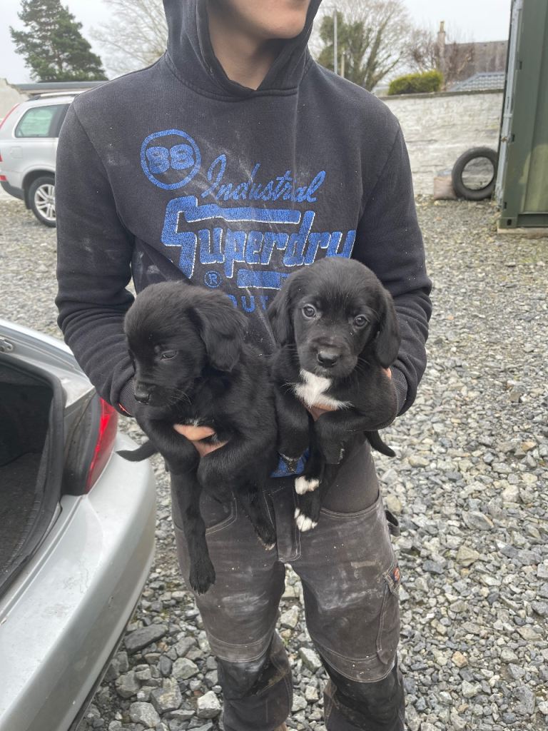 spaniel x collie pups (strollers)