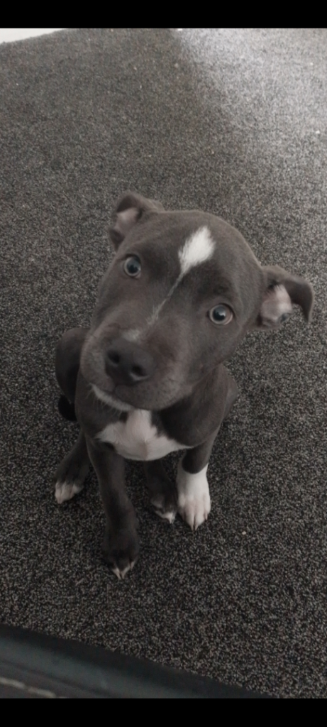 5 month old Staffy pup