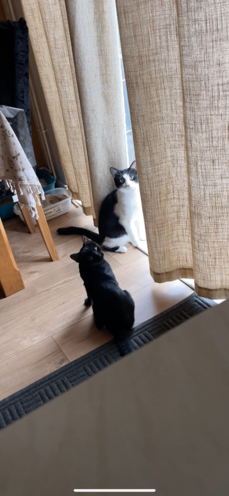 Two Friendly Cats for Rehoming – Vaccinations Started 🐾