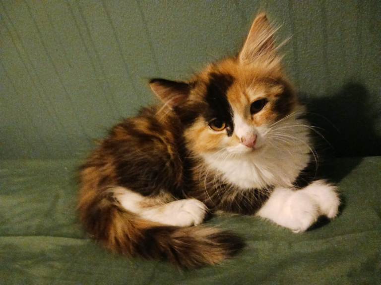 8 week old  cute kitten