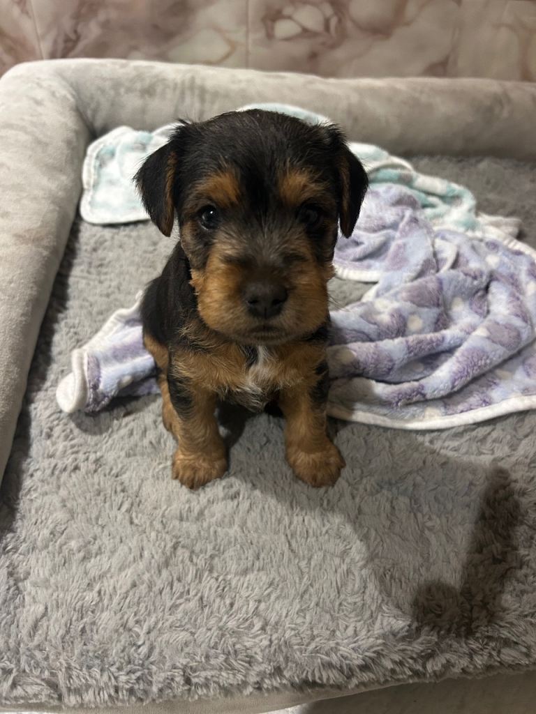 Patterdale terrier puppies 