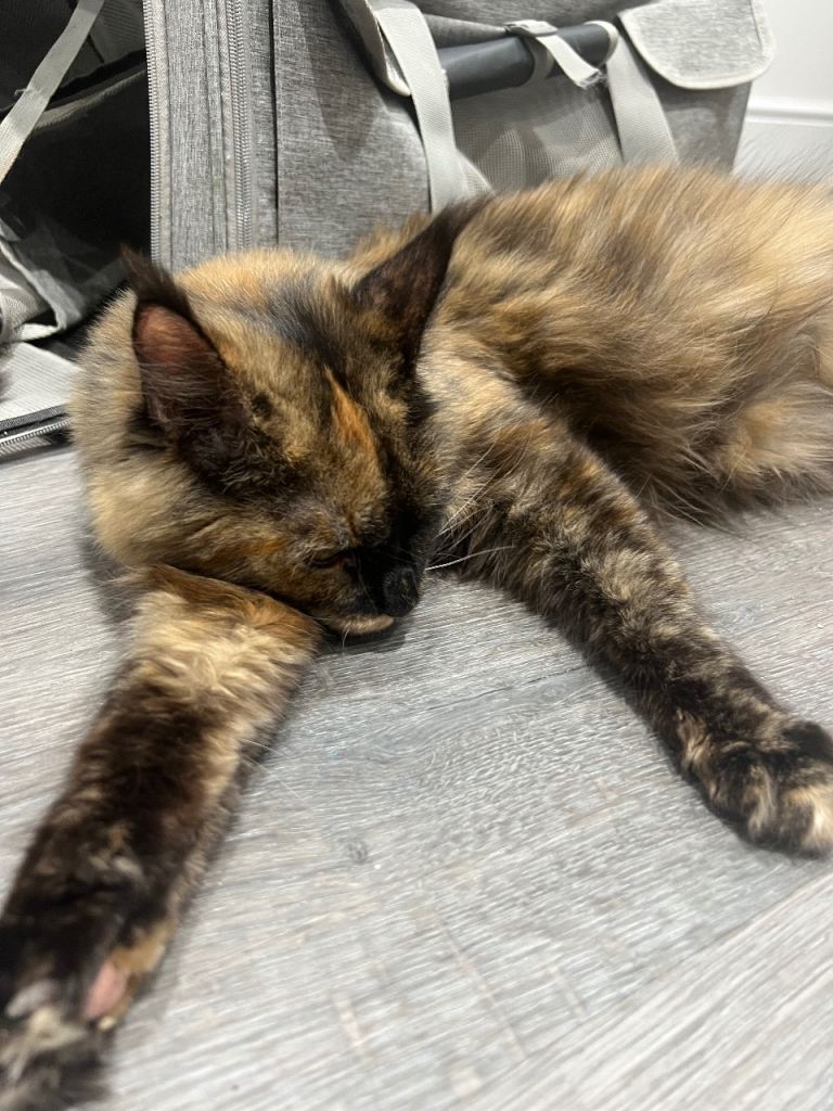 Grown female Maine coon 
